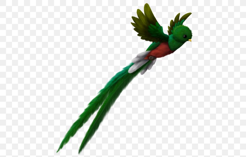El Quetzal Bird Maya Civilization Resplendent Quetzal Guatemalan Quetzal, PNG, 500x525px, El Quetzal, Beak, Bing, Bird, Coin Download Free