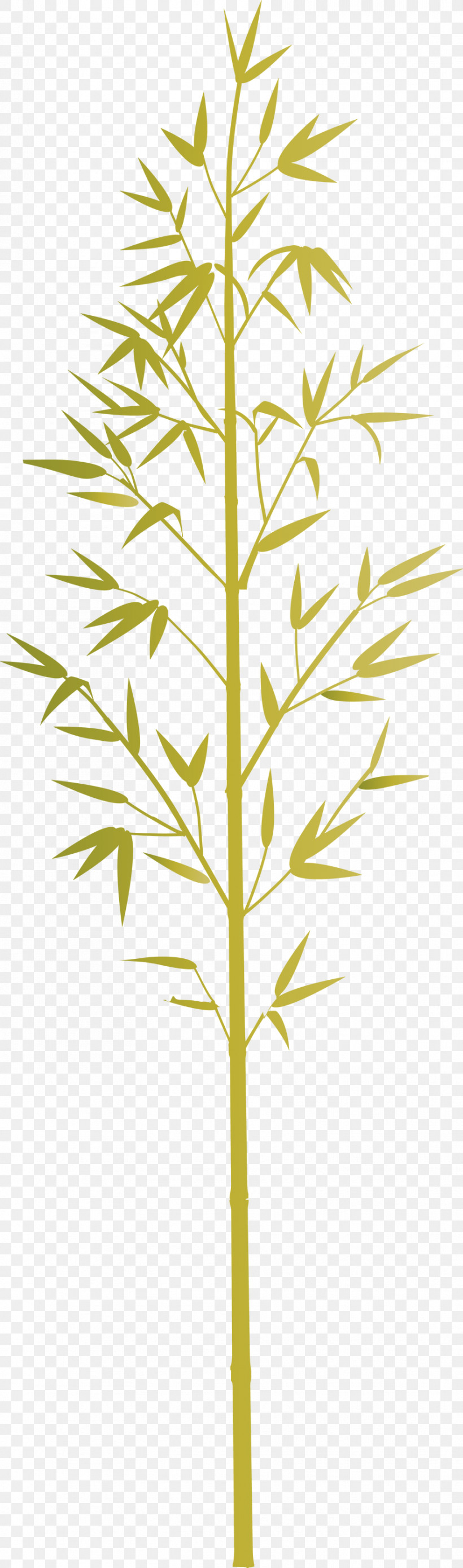 Bamboo Leaf, PNG, 886x2999px, Bamboo, American Larch, Elymus Repens, Flower, Grass Download Free