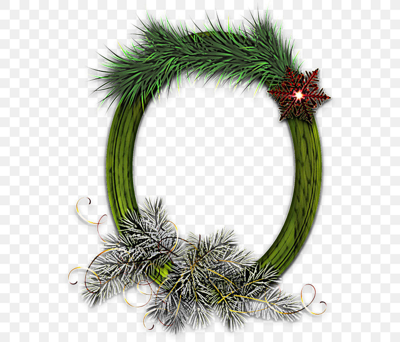 Christmas Decoration, PNG, 563x700px, White Pine, Branch, Christmas Decoration, Clubmoss, Colorado Spruce Download Free