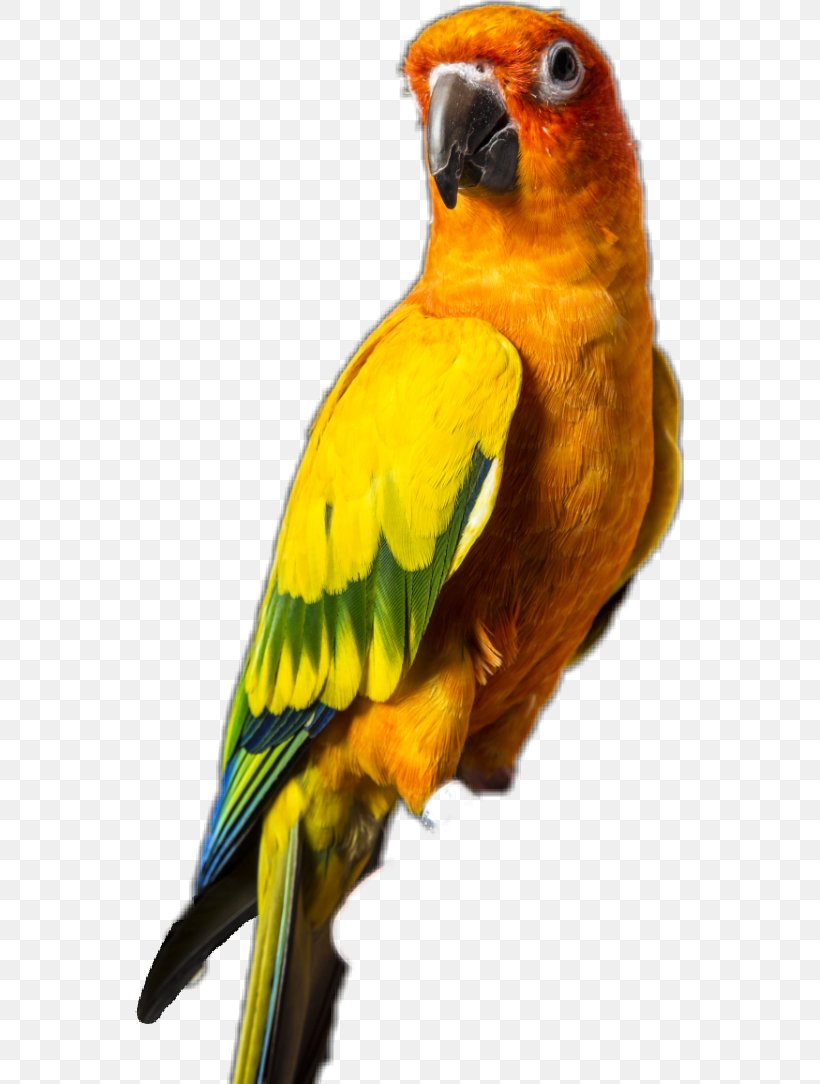 The Sun Parakeet or Sun Conure is a mediumsized brightly colored parrot  native to northeastern South America Stock Photo  Alamy