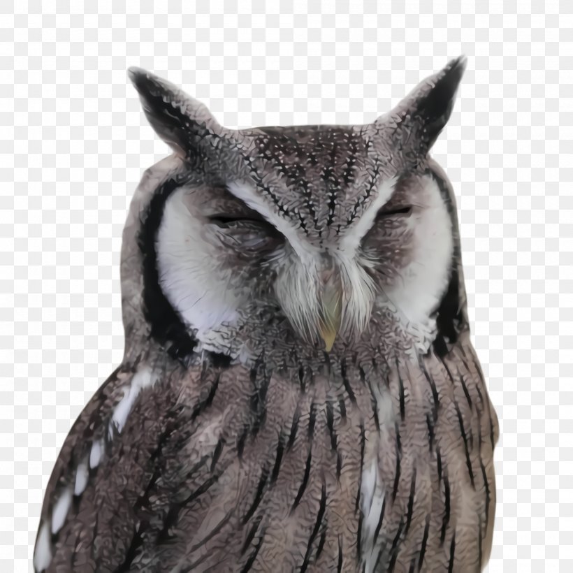 Owl Bird Eastern Screech Owl Bird Of Prey Screech Owl, PNG, 2000x2000px, Owl, Beak, Bird, Bird Of Prey, Eastern Screech Owl Download Free