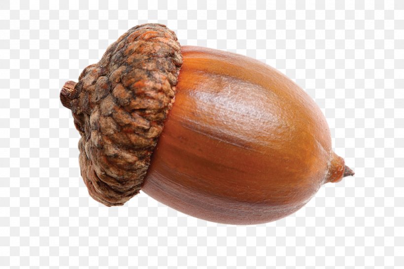 Acorn Clip Art Image, PNG, 1000x667px, Acorn, Commodity, Ingredient, Nut, Nuts Seeds Download Free