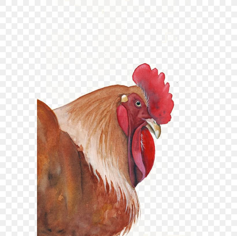 Rooster Chicken Watercolor Painting Art, PNG, 564x815px, Rooster, Art, Beak, Bird, Chicken Download Free