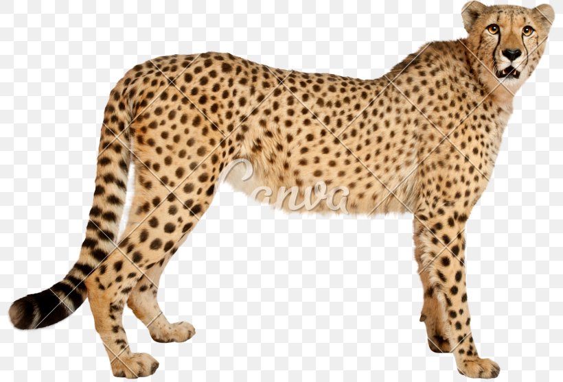 Cheetah Leopard Cat Jaguar Stock Photography, PNG, 800x557px, Cheetah, Acinonyx, Animal, Animal Figure, Big Cat Download Free