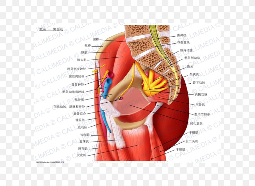 Sacral Plexus Nerve Plexus Lumbar Plexus Anatomy Pudendal Nerve, PNG, 600x600px, Watercolor, Cartoon, Flower, Frame, Heart Download Free