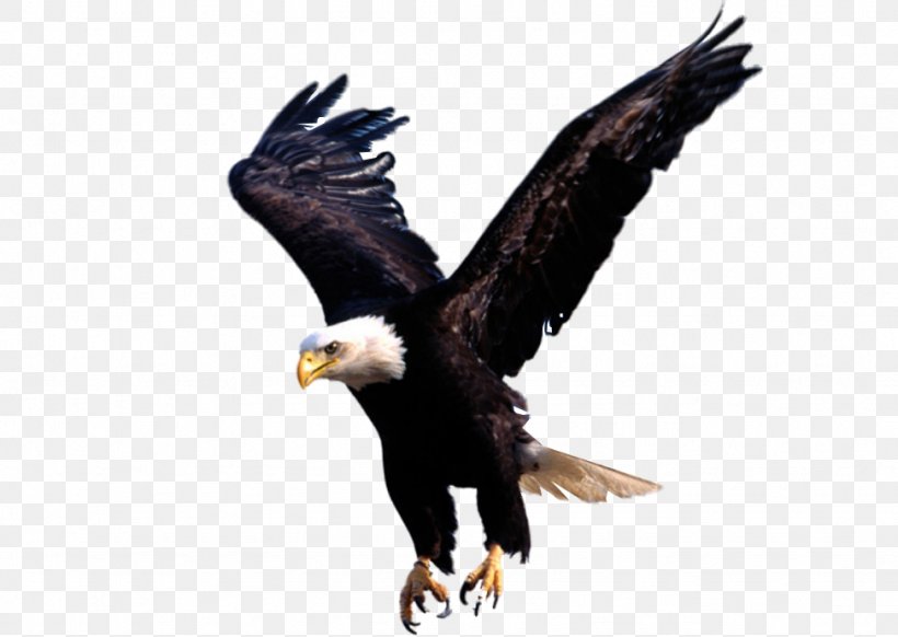 United States Mazetron Business Lahai Roi Prophetic Ministries, PNG, 973x691px, United States, Accipitriformes, Art, Bald Eagle, Beak Download Free