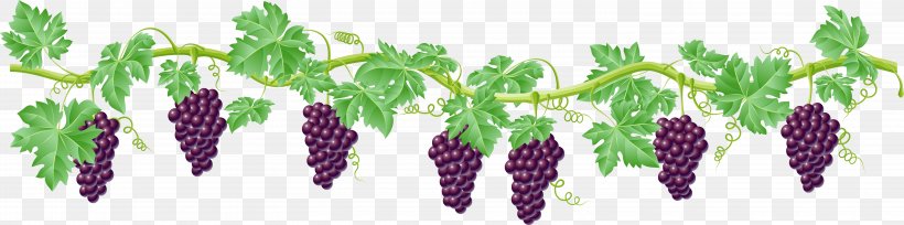 Vine Grape Clip Art, PNG, 6025x1500px, Vine, Grape, Grape Leaves, Grapevines, Grass Download Free