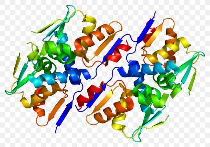 Homo Sapiens BACH1 Protein Gene Transcription Factor, PNG, 1082x761px, Watercolor, Cartoon, Flower, Frame, Heart Download Free