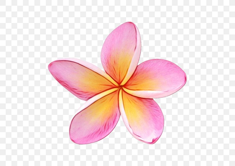 Pink Flower Cartoon, PNG, 770x578px, Frangipani, Drawing, Flower, Petal, Pink Download Free