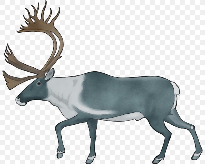 Reindeer, PNG, 800x656px, Watercolor, Antelope, Antler, Barren Ground Caribou, Deer Download Free
