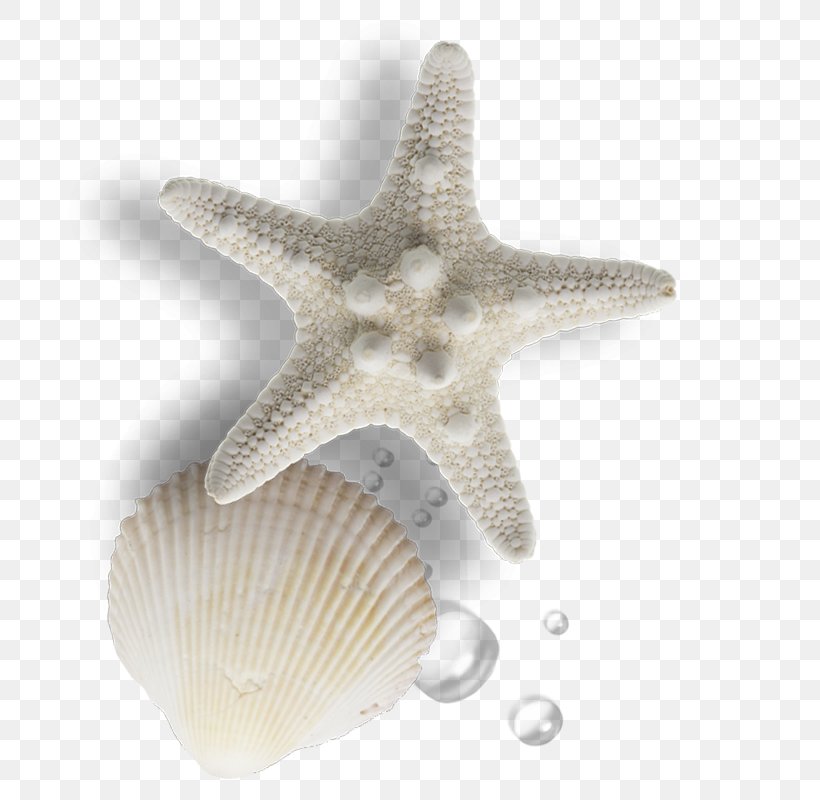 Seashell Gratis Pearl, PNG, 800x800px, Seashell, Beach, Conchology, Gratis, Invertebrate Download Free