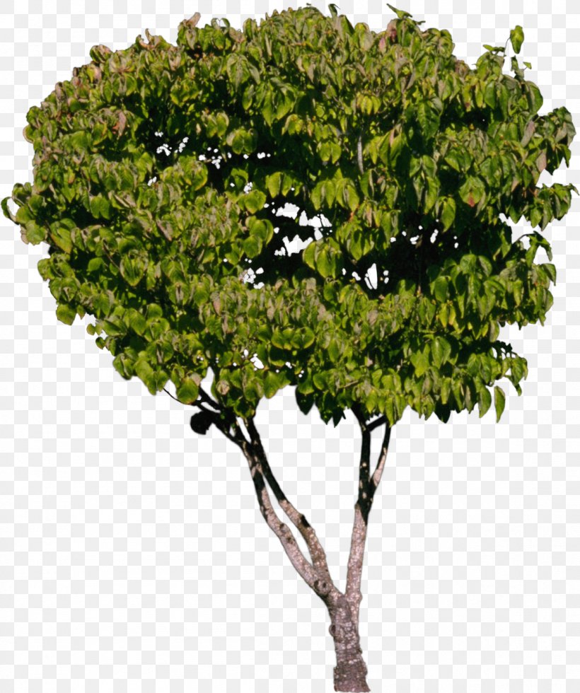 Tree Shrub Plant, PNG, 1154x1380px, Tree, Branch, Fukei, Green, Highdefinition Television Download Free