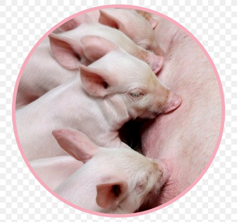 Domestic Pig Animal Husbandry Pig Farming, PNG, 768x768px, Domestic Pig, Agriculture, Animal, Animal Husbandry, Animal Nutrition Download Free
