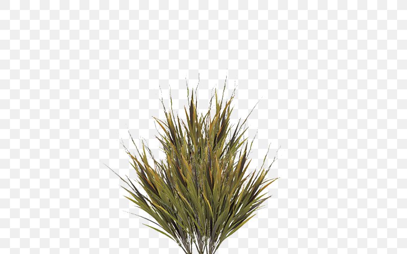 Grasses Image File Formats Clip Art, PNG, 512x512px, Grasses, Branch, Glume, Grass, Grass Family Download Free