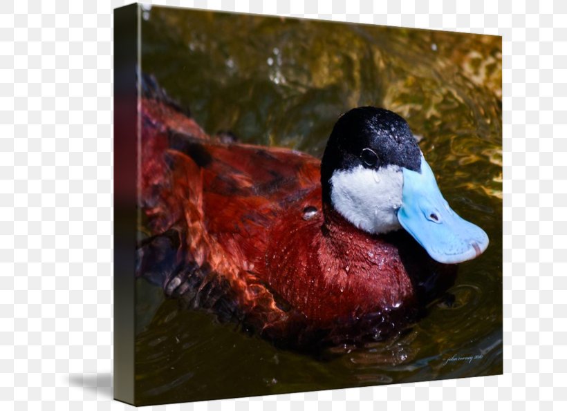 Mallard Duck Beak Fauna, PNG, 650x595px, Mallard, Beak, Bird, Duck, Ducks Geese And Swans Download Free