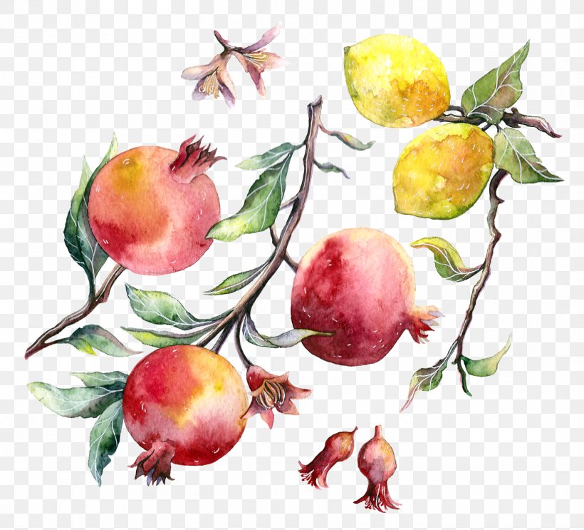 Pomegranate Vegetarian Cuisine Watercolor Painting Apple, PNG, 1400x1269px, Pomegranate, Apple, Branch, Drawing, Flower Download Free