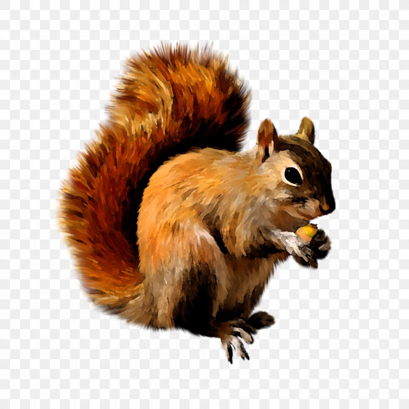 Squirrel Scrat Clip Art, PNG, 1000x1000px, Squirrel, Chipmunk, Fauna, Fox Squirrel, Fur Download Free