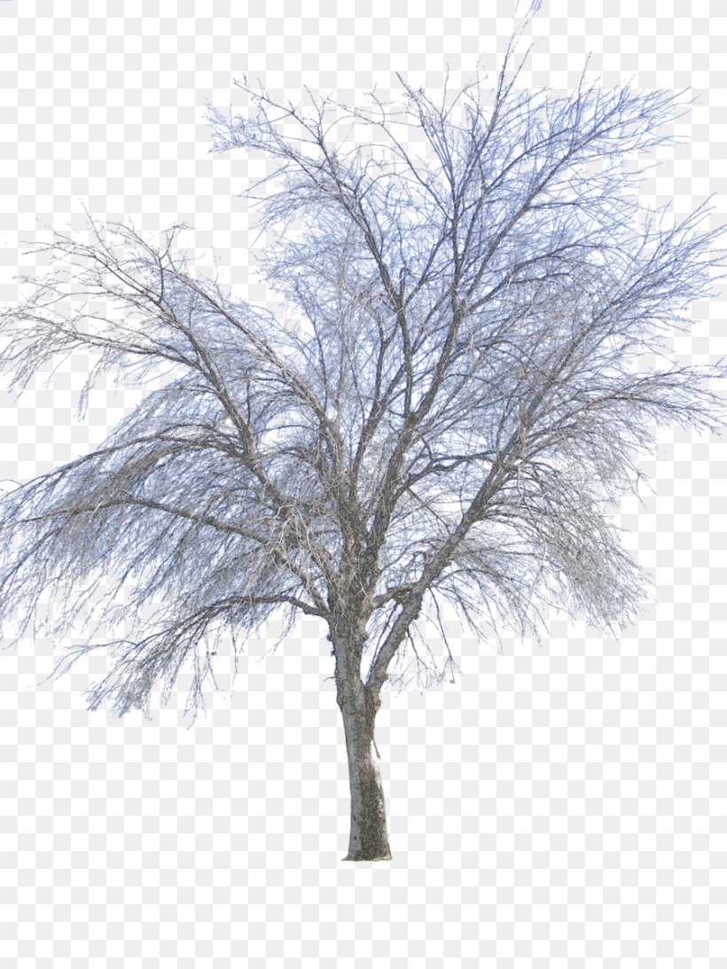 Twig Tree Winter, PNG, 900x1200px, Twig, Branch, Deciduous, Digital Media, Information Download Free