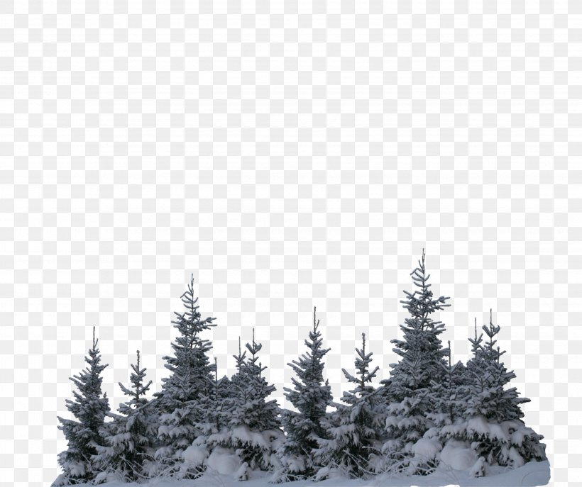 Christmas Black And White, PNG, 3465x2903px, Snow, American Larch, Balsam Fir, Biome, Blizzard Download Free
