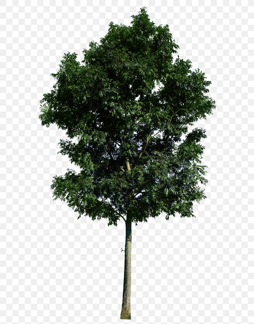 Tree Clip Art, PNG, 600x1045px, Tree, Branch, Evergreen, Image Resolution, Information Download Free