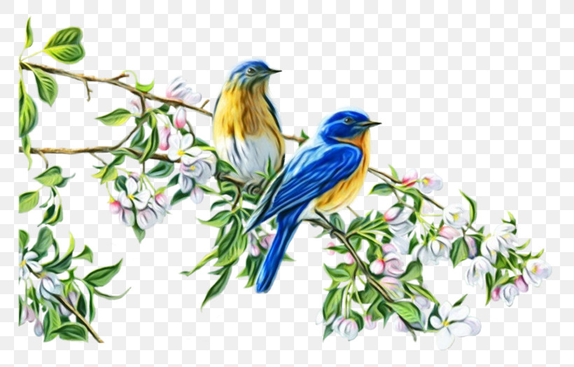 Bird Bluebird Eastern Bluebird Songbird Beak, PNG, 800x524px, Watercolor, Beak, Bird, Bluebird, Branch Download Free