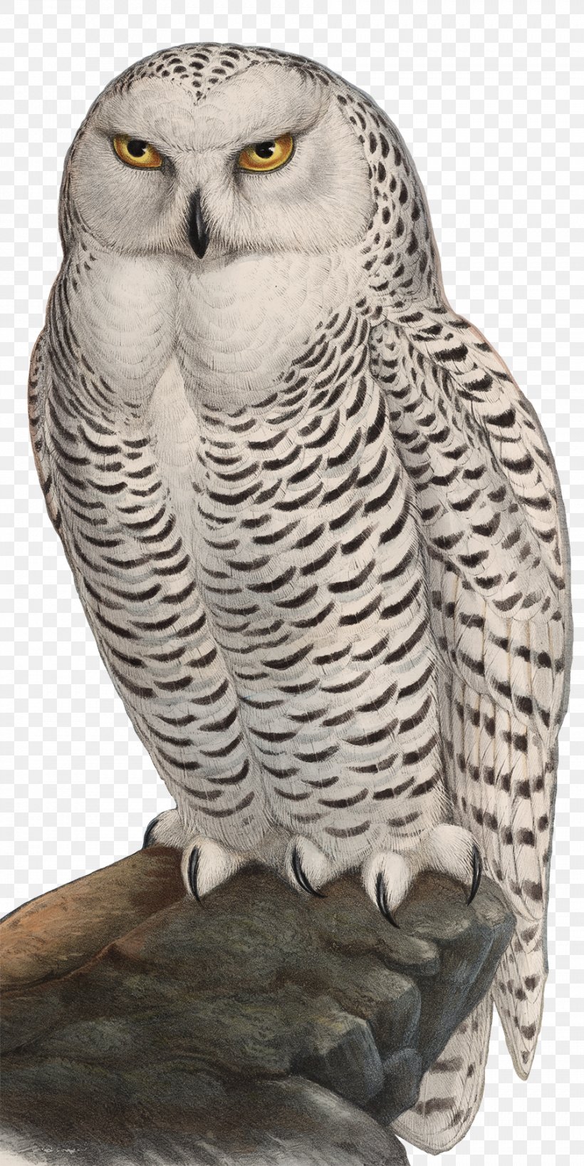Bird Tawny Owl Snowy Owl Great Grey Owl Barn Owl, PNG, 902x1800px, Bird, Animal Figure, Barn Owl, Beak, Bird Of Prey Download Free
