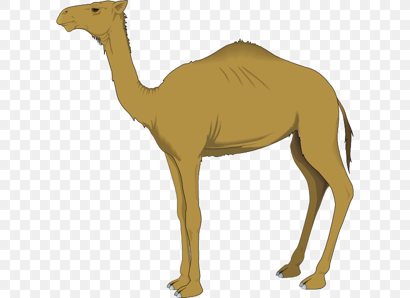 Dromedary Bactrian Camel Clip Art, PNG, 594x596px, Dromedary, Arabian Camel, Bactrian Camel, Camel, Camel Like Mammal Download Free