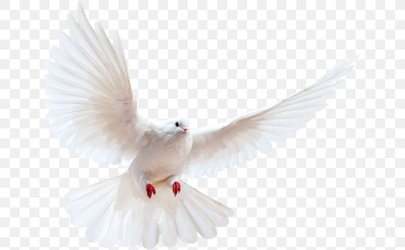 Homing Pigeon Bird Clip Art Release Dove, PNG, 643x506px, Homing Pigeon, Beak, Bird, Columbidae, Columbiformes Download Free