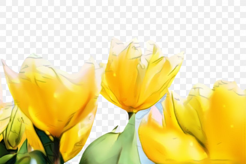 Lily Flower Cartoon, PNG, 2444x1632px, Tulip, Blossom, Closeup, Computer, Crocus Download Free
