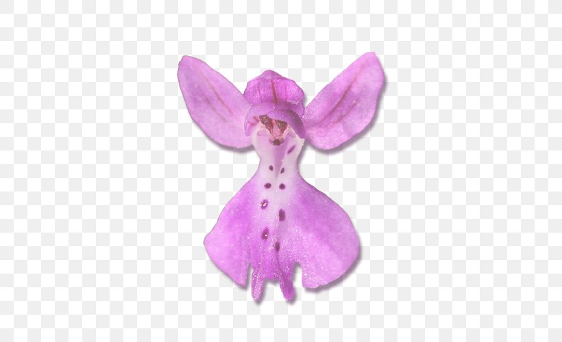 Moth Orchids Pink M Stuffed Animals & Cuddly Toys, PNG, 600x500px, Moth Orchids, Flower, Flowering Plant, Lilac, Magenta Download Free