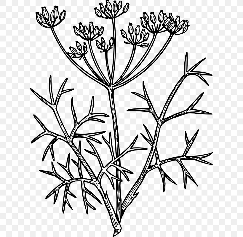 Plant Flower Plant Stem Pedicel Heracleum (plant), PNG, 618x800px, Plant, Anthriscus, Cow Parsley, Flower, Heracleum Plant Download Free