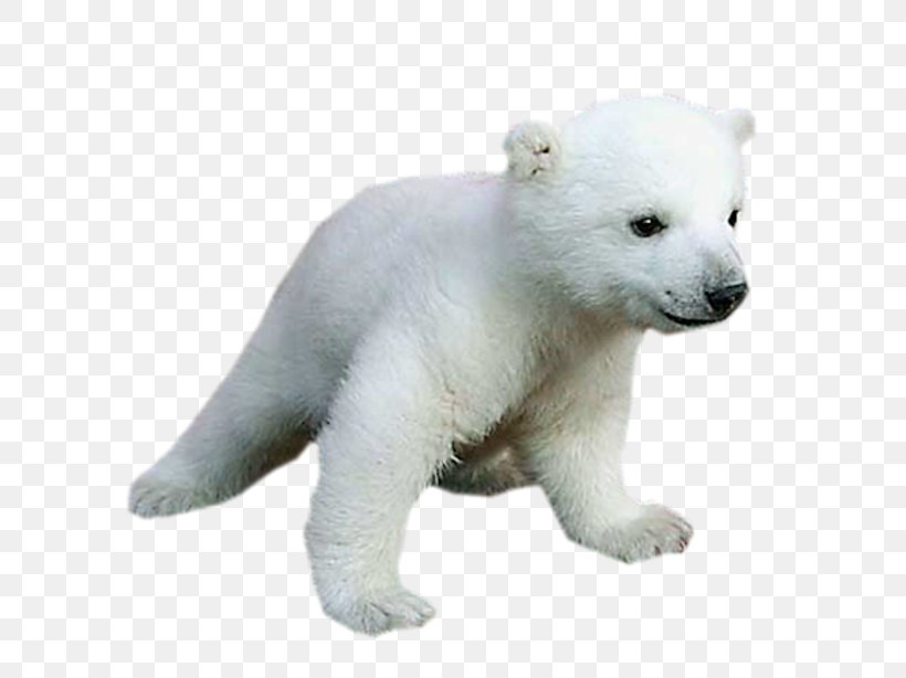 Polar Bear Baby Animals For Kids, PNG, 661x614px, Polar Bear, Animal, Bear, Bit, Carnivoran Download Free