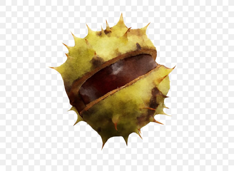 Leaf Close-up Chestnut, PNG, 600x600px, Leaf, Chestnut, Closeup, Organism Download Free