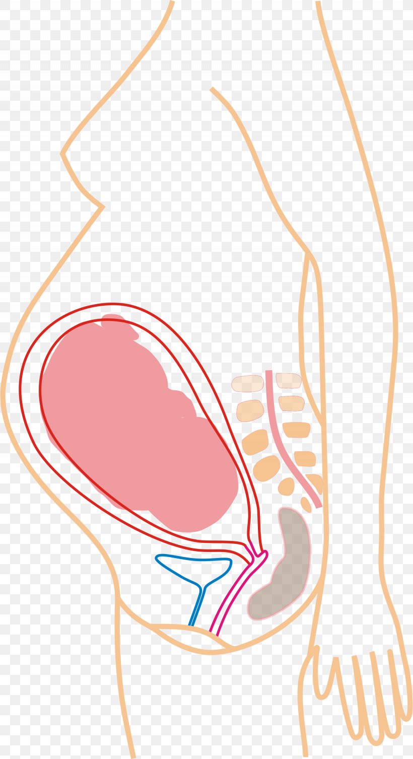 Back Pain Pregnancy Menstruation Cramp Medical Sign, PNG, 1845x3391px, Watercolor, Cartoon, Flower, Frame, Heart Download Free