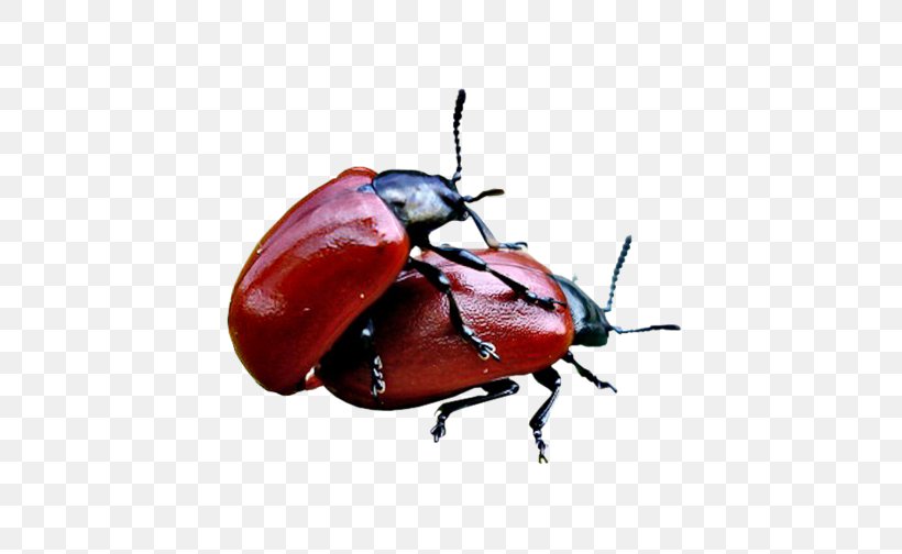 Leaf Beetles Weevil Ladybird Beetle Page, PNG, 600x504px, Beetle, Arthropod, Insect, Invertebrate, Ladybird Beetle Download Free