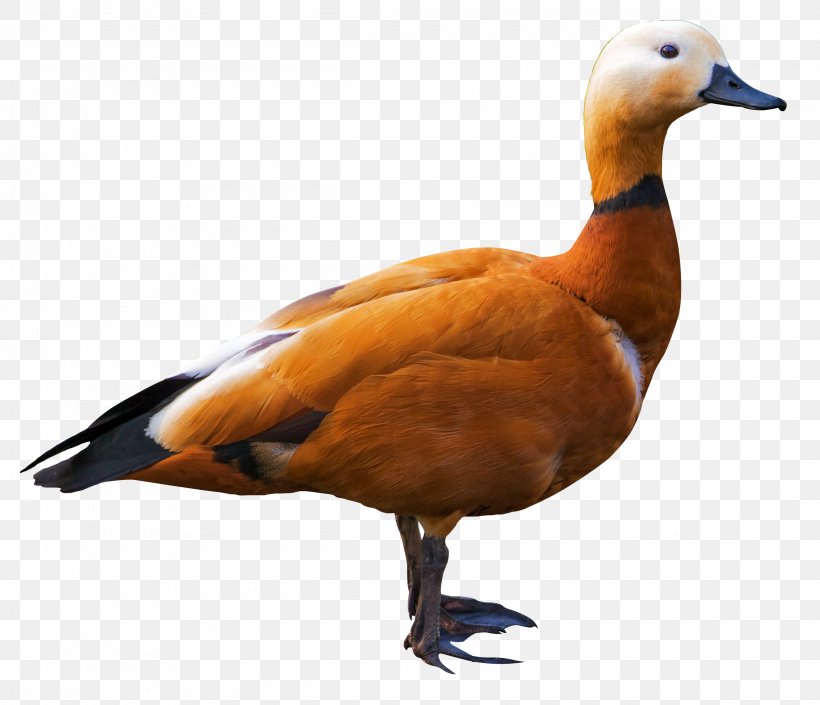 Ruddy Shelduck Goose Bird, PNG, 2300x1980px, Bird, Anatidae, Beak, Duck, Ducks Geese And Swans Download Free