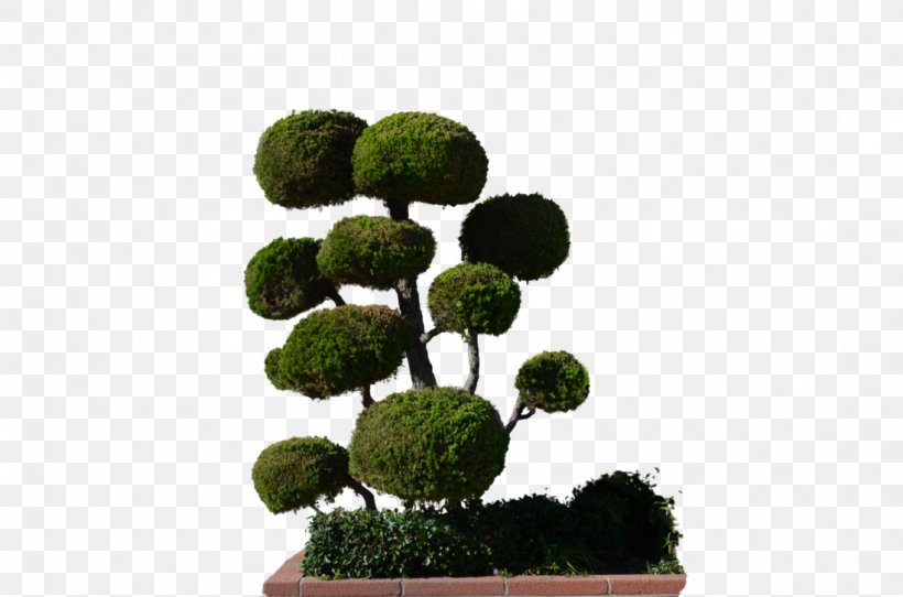 Tree Plant Shrub, PNG, 1098x727px, Tree, Bonsai, Box, Evergreen, Flowerpot Download Free