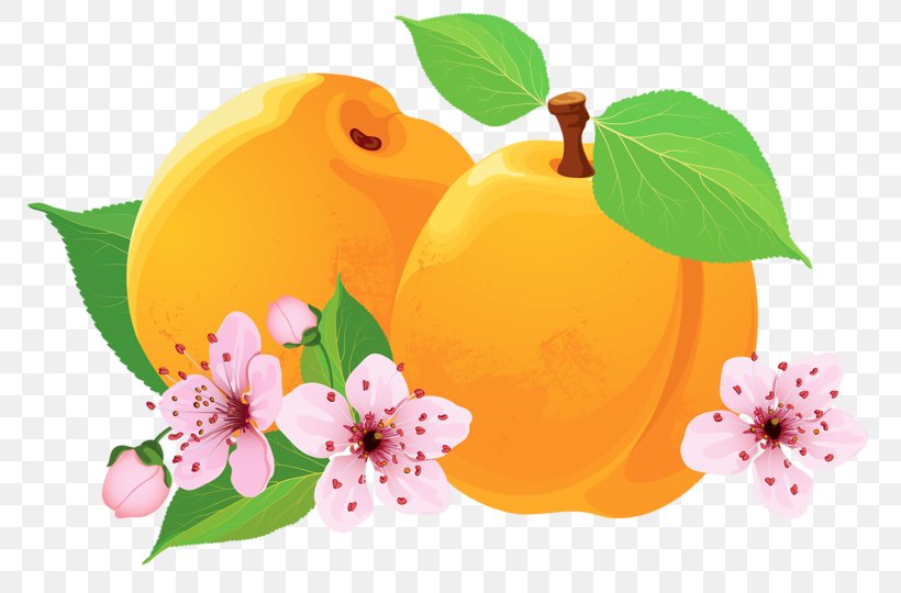 Asian Pear Peach Apricot, PNG, 800x540px, Asian Pear, Apple, Apricot, Blossom, Flower Download Free