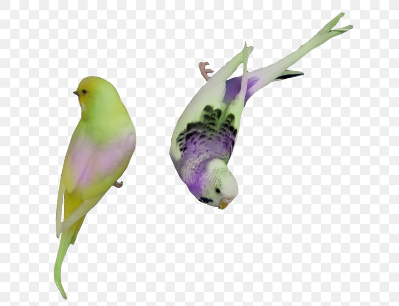 Bird Parrot Parakeet Clip Art, PNG, 660x629px, Bird, Animaatio, Beak, Common Pet Parakeet, Computer Graphics Download Free