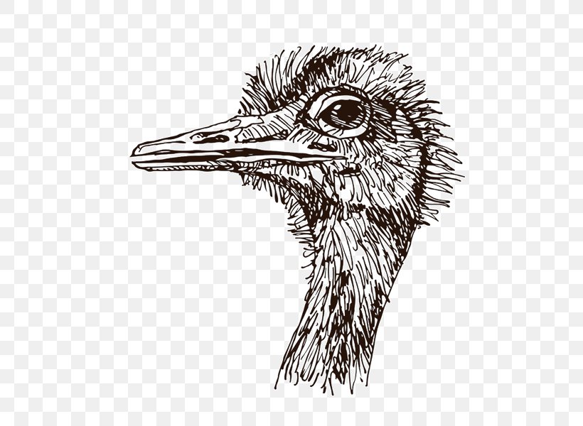 Flightless Bird Common Ostrich Africa Animal, PNG, 599x600px, Bird, Africa, Animal, Beak, Black And White Download Free