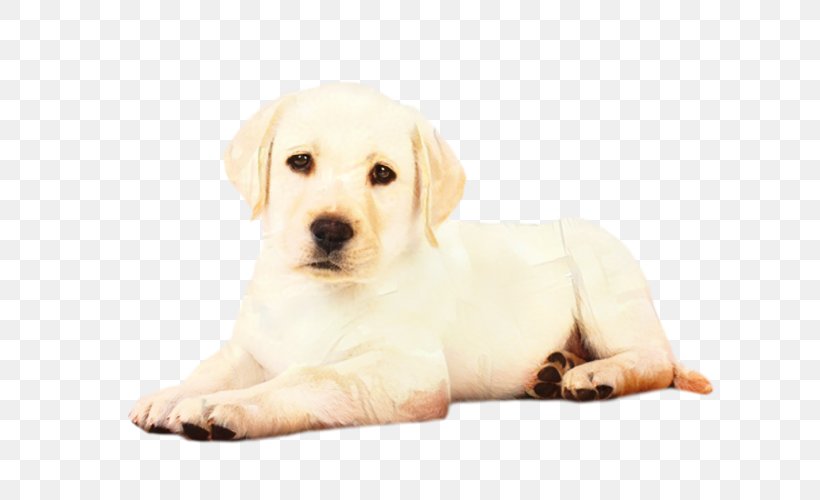 Golden Retriever Background, PNG, 625x500px, Labrador Retriever, Akbash Dog, Canvas, Canvas Print, Companion Dog Download Free