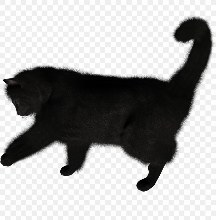 black himalayan cat