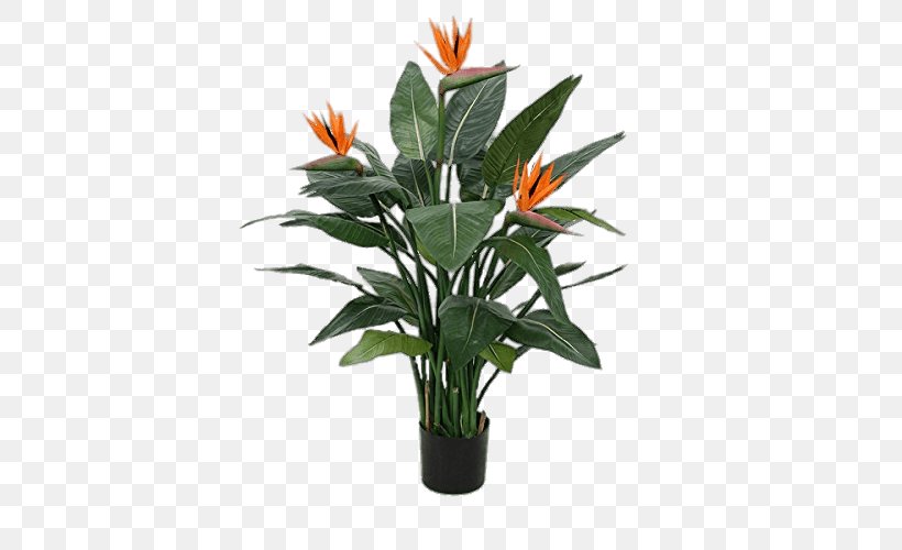 Bird Of Paradise Flower Strelitzia Nicolai Bird-of-paradise Plant, PNG, 500x500px, Bird, Bird Of Paradise Flower, Birdofparadise, Cactaceae, Cut Flowers Download Free