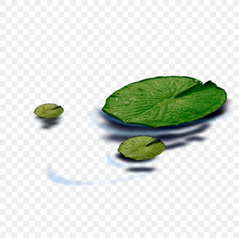 Pygmy Water-lily Leaf Nelumbo Nucifera, PNG, 1181x1181px, Pygmy Waterlily, Gratis, Herbalism, Leaf, Lotus Effect Download Free