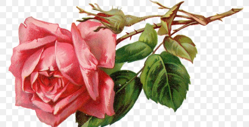 Rose Flower Floral Design Watercolor Painting, PNG, 800x419px, Rose, Art, Artificial Flower, Botanical Illustration, Cut Flowers Download Free