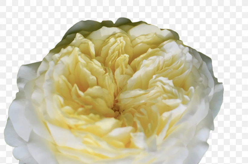 Rose, PNG, 1920x1272px, Cabbage Rose, Peony, Peony M, Petal, Rose Download Free