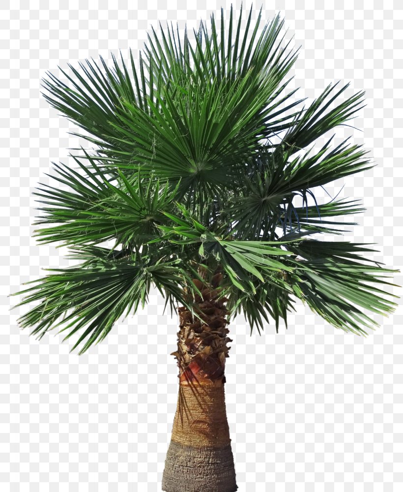 Asian Palmyra Palm Arecaceae Brazil Ficus Microcarpa Tree, PNG, 1229x1500px, Asian Palmyra Palm, Areca Nut, Areca Palm, Arecaceae, Arecales Download Free