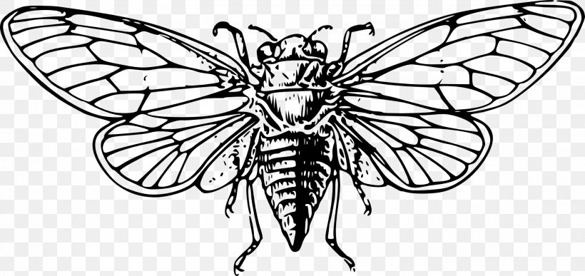 Cicadas Insect Clip Art, PNG, 1979x935px, Cicadas, Annual Cicada, Arthropod, Artwork, Black And White Download Free