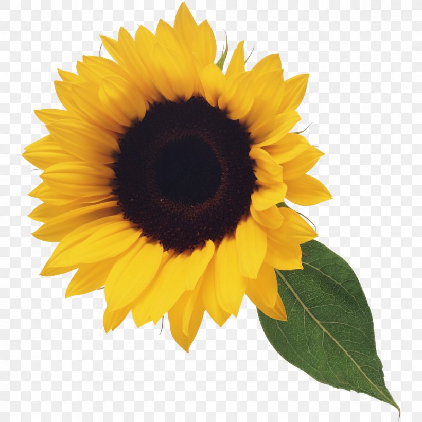 Clip Art Common Sunflower Image, PNG, 1200x1200px, Common Sunflower, Daisy Family, Flower, Flowering Plant, Image File Formats Download Free