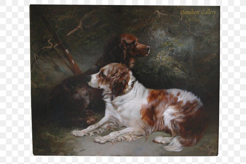 Drentse Patrijshond English Setter Welsh Springer Spaniel Dog Breed English Springer Spaniel, PNG, 777x545px, Drentse Patrijshond, Breed, Brittany, Carnivoran, Companion Dog Download Free